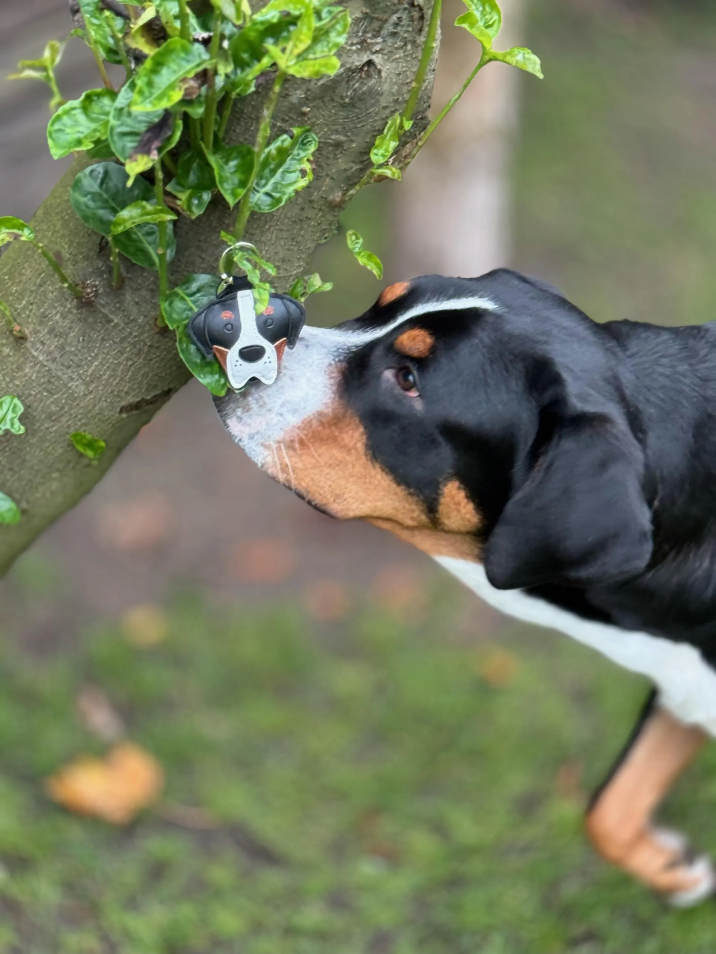 Obesek švicarski planšar